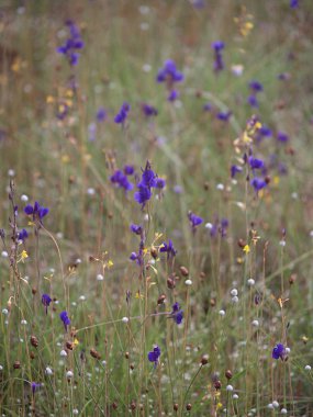 Kır çiçeği Phatam