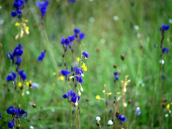 Wildflower Phatam — Stockfoto