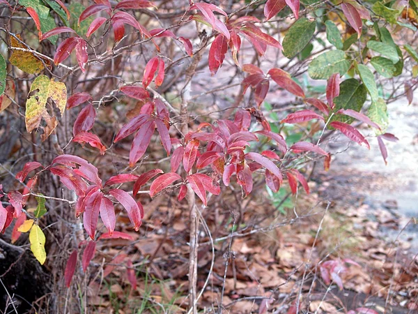 Árvore Phatam vermelho — Fotografia de Stock