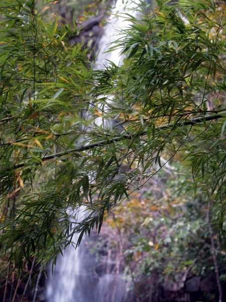 Folha e Cachoeira — Fotografia de Stock