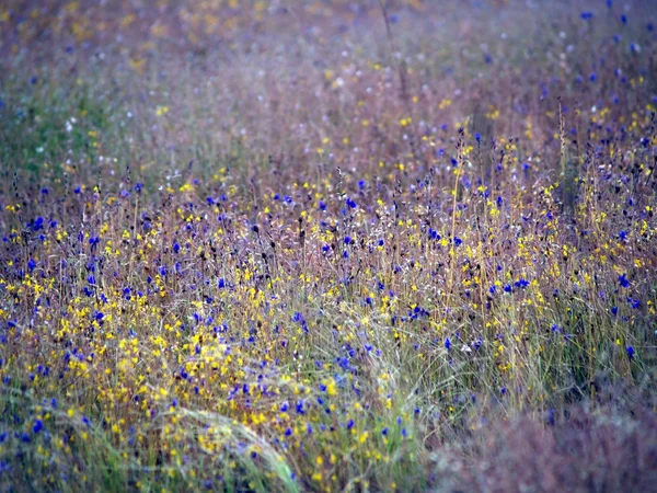 Vildblomman — Stockfoto