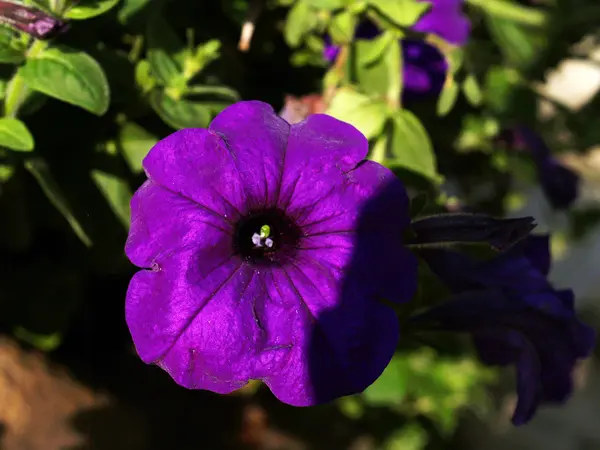 Phuruea, Vista, Flor, Etiquetas — Foto de Stock