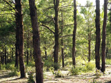 Görünüm çam Phuruea