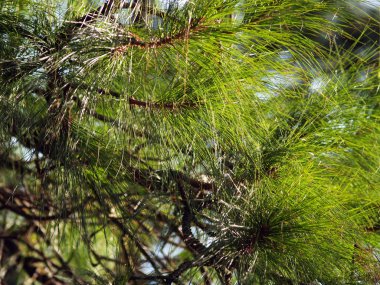 Görünüm çam Phuruea