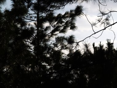 Görünüm çam Phuruea