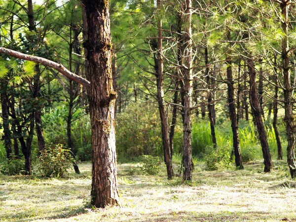 Προβολή πεύκο Phuruea — Φωτογραφία Αρχείου