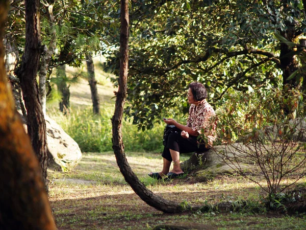 Görünüm çam Phuruea — Stok fotoğraf