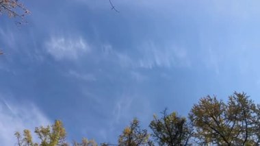 Aşağıdan yukarıya, gökyüzüne ve ağaçların tepelerine bakın..