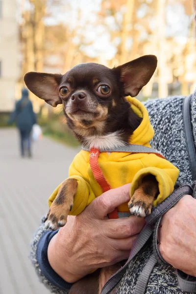Chocolate Colored Chihuahua Yellow Jumpsuit — Stockfoto