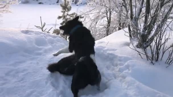 Две Черные Собаки Играют Белом Снегу Хаски Зимнем Пейзаже — стоковое видео