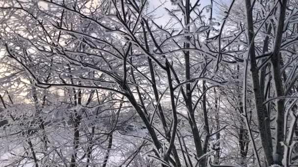 村里的树木在冬天日落时结霜了 白雪覆盖 树枝结冰的景观 — 图库视频影像