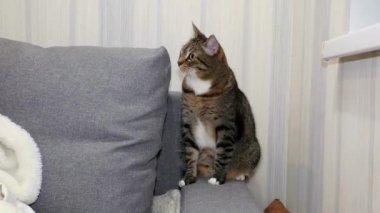 Evcil bir tekir kedi. Kedi çizgili renkli evcil hayvan..
