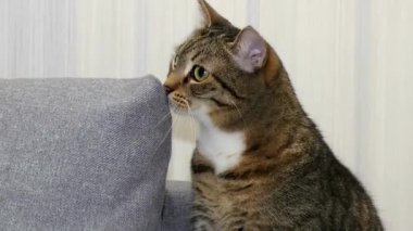 Evcil bir tekir kedi. Kedi çizgili renkli evcil hayvan..