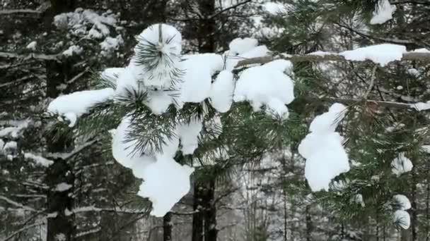 松林の中の雪 雪の降る冬の森は雪で眠りにつく — ストック動画