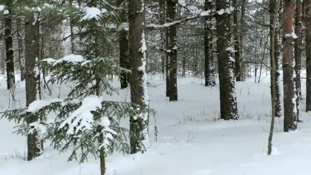 Nevicate Nella Pineta Bosco Invernale Con Cumuli Neve Addormenta Con — Video Stock