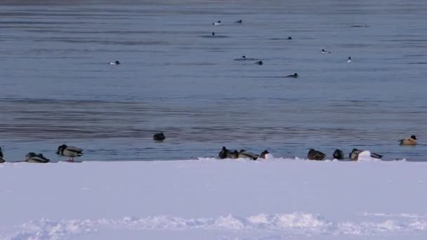 Canards sauvages sur l'eau glacée. — Video