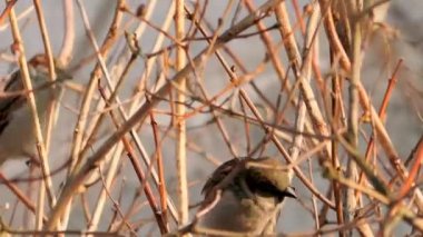 Ağacın dallarında gri bir serçe.