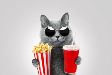 Klasik güneş gözlüklü komik hippi kedi elinde patlamış mısır ve kağıt bardak içki tutuyor. Kedi yavrusu film izler ve abur cubur yer. Eğlenceli bir fikir. 