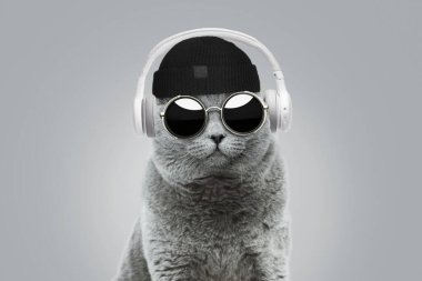 Havalı, modaya uygun şapkalı ve klasik güneş gözlüklü hippi bir kedi gri arka planda beyaz kablosuz kulaklıkla müzik dinliyor. Yaratıcı fikir konsepti. Hayvan stili 