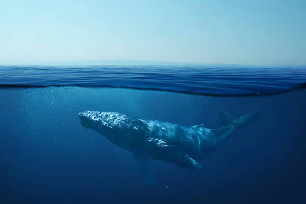 Hermosa Ballena Bajo Agua Naturaleza Mundo Submarino Vida Concepto Ballena — Foto de Stock