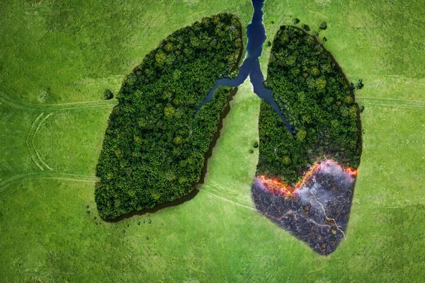 Vista Aérea Cima Árvore Florestal Desastre Ecológico Incêndios Pulmões Árvores — Fotografia de Stock