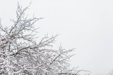 Soğuk bir kış gününde ağaçların dalları karla kaplı.