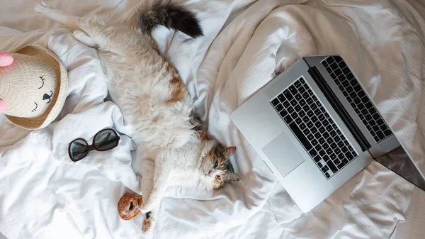 Забавная Хорошенькая Кошка Лежит Белой Кровати Ноутбуком Солнцезащитными Очками Сладким — стоковое фото
