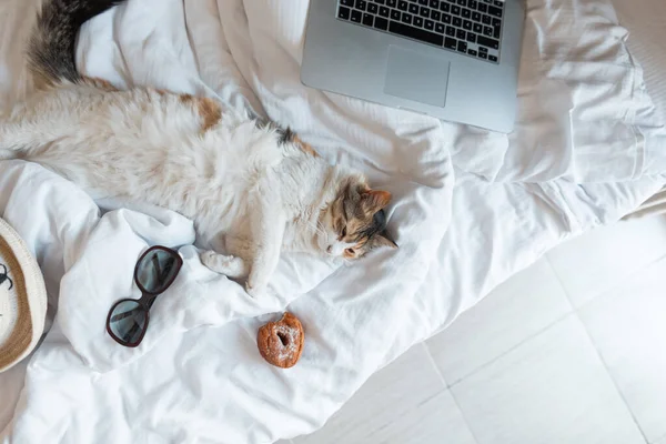 Смешная Кошка Лежит Отдыхает Кровати Ноутбуком Пончиком Солнцезащитными Очками Вид — стоковое фото