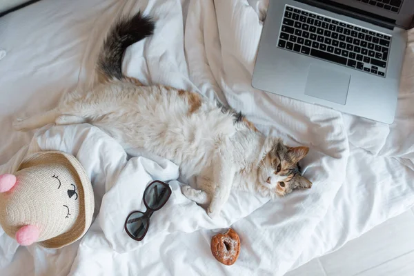 Забавная Красивая Трехцветная Кошка Лежит Отдыхает Кровати Ноутбуком Солнцезащитными Очками — стоковое фото