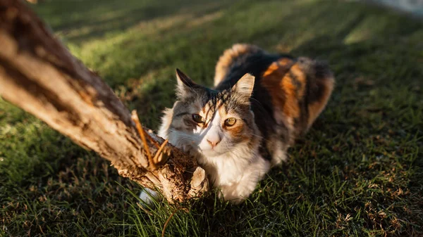 Lustige Dreifarbige Katze Liegt Auf Dem Grünen Gras Neben Einem — Stockfoto