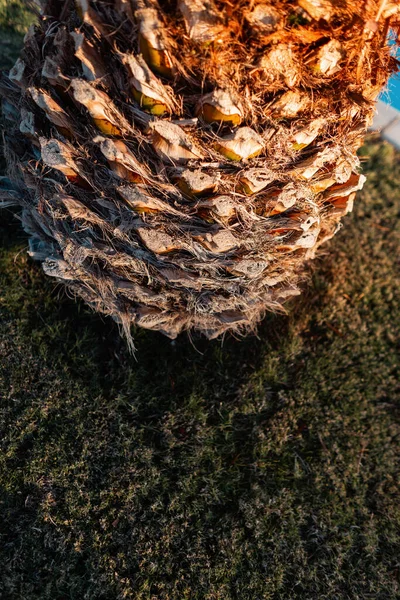 Krásná Textura Kůry Stromu Palmy Při Západu Slunce — Stock fotografie