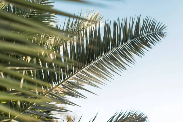 Mavi gökyüzünün arka planında bir palmiye ağacının güzel yeşil dalları. Doğa konsepti. Egzotik yapraklar. Yaz tatili ve dinlenme