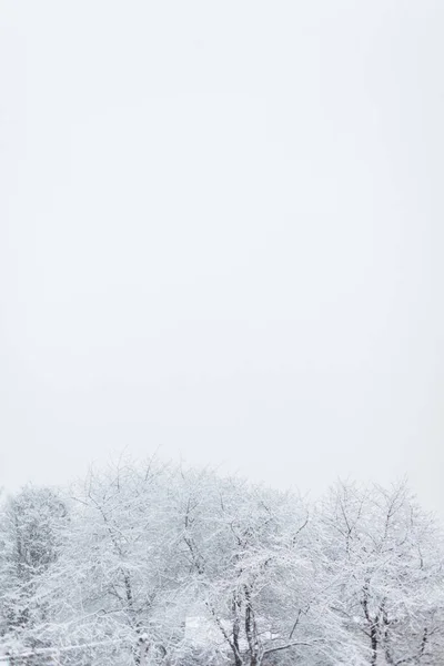 Beautiful Winter Trees Snow Clear Cloudy Sky — Stock Photo, Image