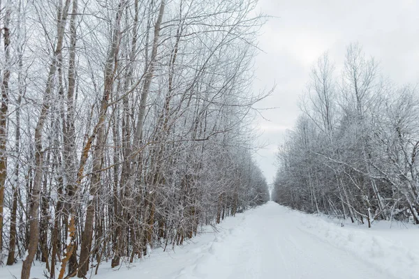 Vinter Vacker Park Med Vita Snöiga Träd Och Väg Fantastiskt — Stockfoto
