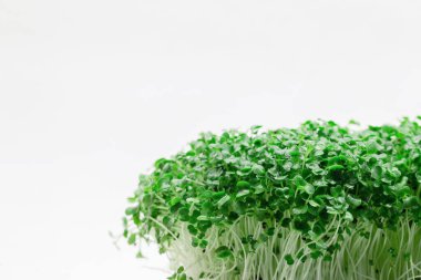 Taze yeşillikler beyaz arka planda yetişir. Sağlıklı çiğ vejetaryen yemeği