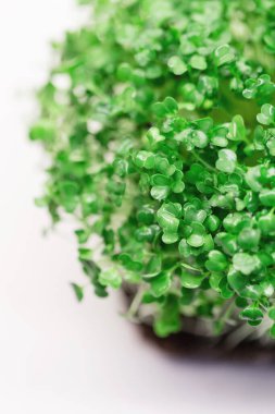 Beyaz arka planda yaprakları olan yeşil mikro bitki, makro.