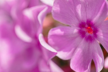 Bahçede çiçek açan mor çiçekler yaz güneşli bir günde, yakın plan. Pembe magenta pastel çiçek rengi.
