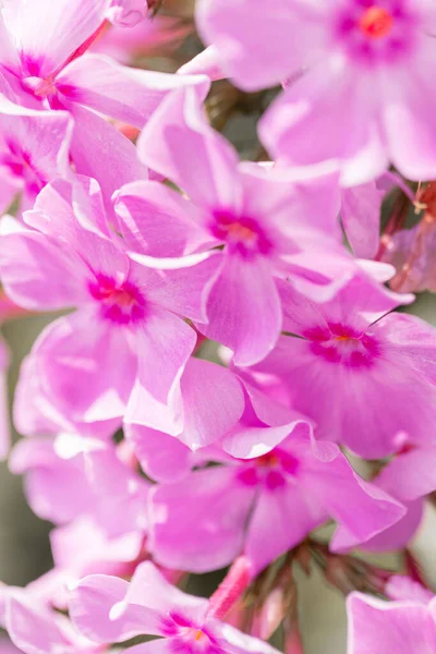 Beautiful Pink Meadow Flowers Close — Stock Photo, Image