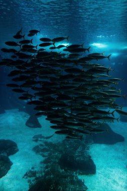 Akvaryumda su altında yüzen balık sürüsü. Okyanustaki vahşi hayat