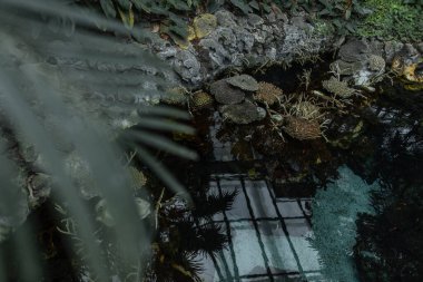 Palmiye ağaçları, gölet ve orman bitkileriyle egzotik doğa manzarası. Palmiye yapraklı doğal orman