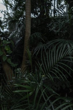 Palmiye yapraklı yabani egzotik bitkiler. Yeşil Eko Duvar Kağıdı