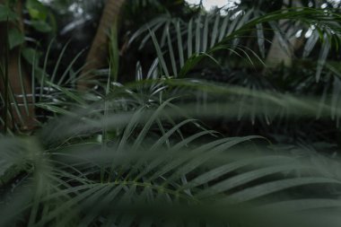 Palmiye ağaçları ve yeşil yaprakları olan egzotik bir orman. Lizbon, Portekiz 'deki Botanik Bahçesi