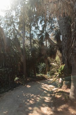 Avuç içi, ağaçlar ve ormandaki bitkilerle kumlu patika. Lizbon, Portekiz 'deki egzotik park