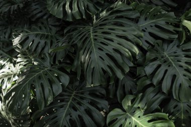 Tropik palmiye yaprakları, çiçek desenli arka plan, gerçek fotoğraf. Tropik orman canavarı yaprağı