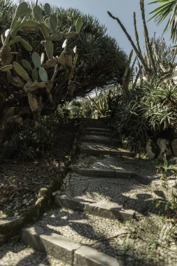Taş basamakların yanında güzel kaktüsler, palmiyeler ve bitkiler var. Ve Lizbon, Portekiz 'deki Tropik Botanik Parkı.