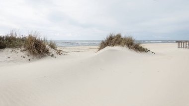 Okyanusun kıyısında çimenli kum tepeciği