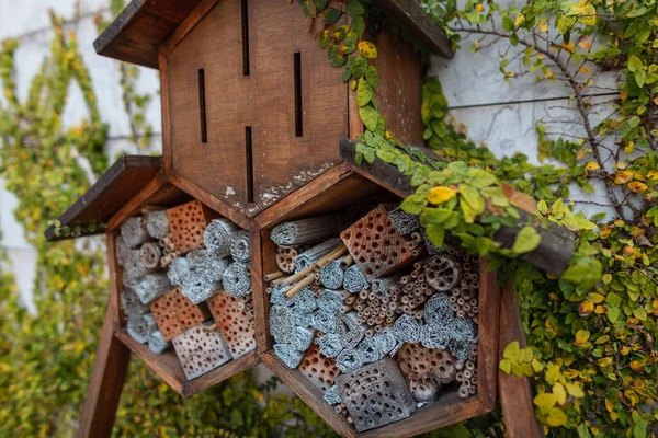 Дом Насекомых Пчел Жуков Саду Спасение Пчел Глобальной Экологии — стоковое фото