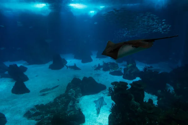 Vida Selvagem Subaquática Oceano Com Peixes Arraias Oceanário Lisboa — Fotografia de Stock