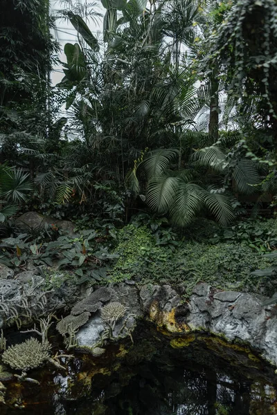 Krásný Rybník Kameny Palmami Jungle Park Zelená Příroda — Stock fotografie