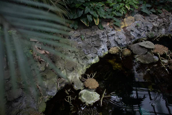 Úžasná Zelená Příroda Rybníkem Palmovými Listy Skalami Rostlinami Exotickém Pralesním — Stock fotografie